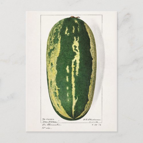 Watermelon Citrullus Lanatus Fruit Painting Postcard