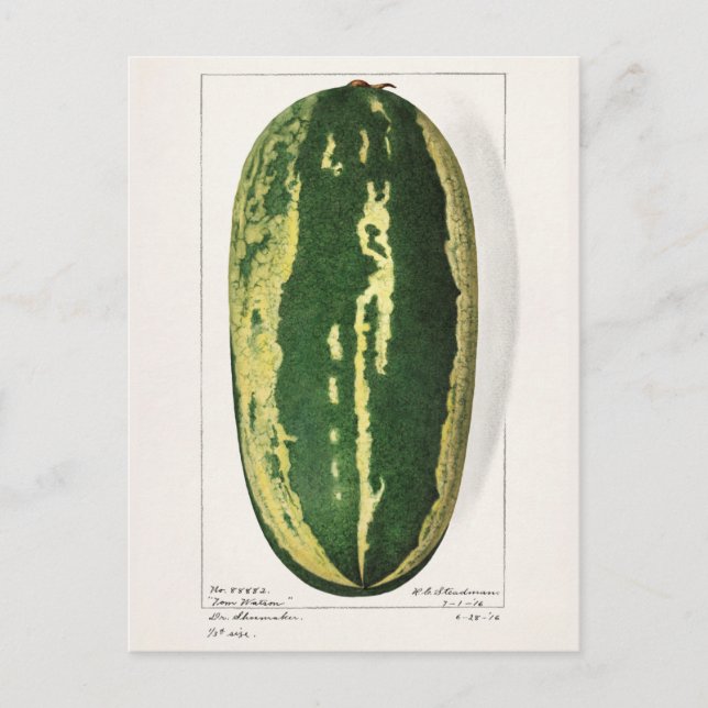 Watermelon (Citrullus Lanatus) Fruit Painting Postcard (Front)