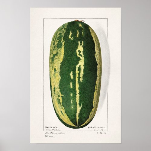 Watermelon Citrullus Lanatus Fruit Painting Poster