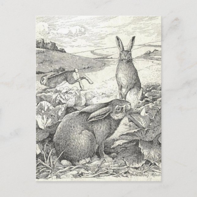Watership Down Postcard (Front)