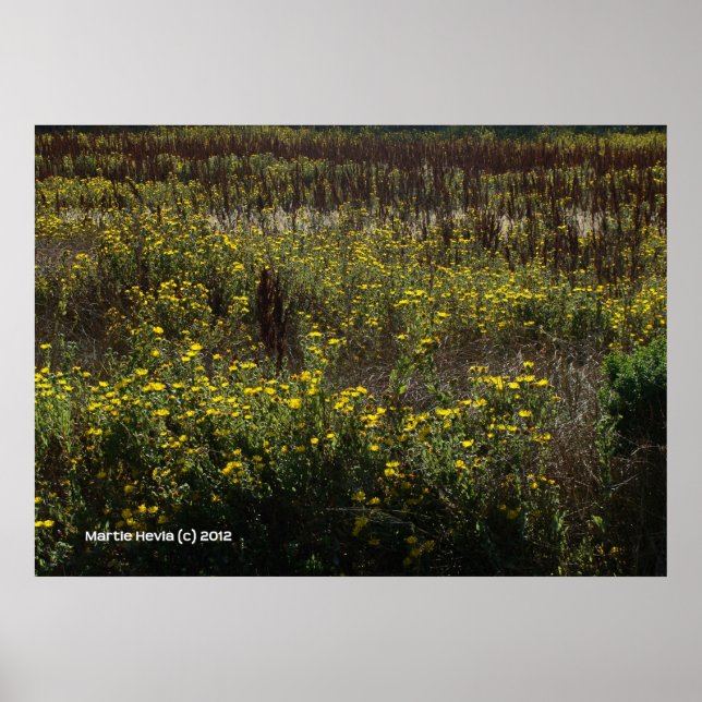 Watsonville Fields of Van Gogh Poster (Front)
