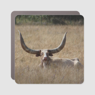 Watusi Cattle Car Magnet