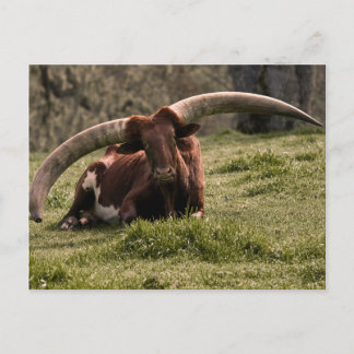 Watusi Cow Postcard