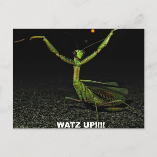 Watz Up Mantis Postcard