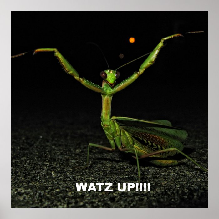 Watz Up Mantis Print