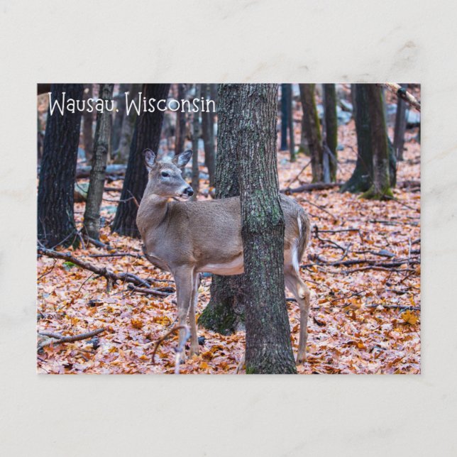 Wausau Wisconsin Deer Postcard (Front)