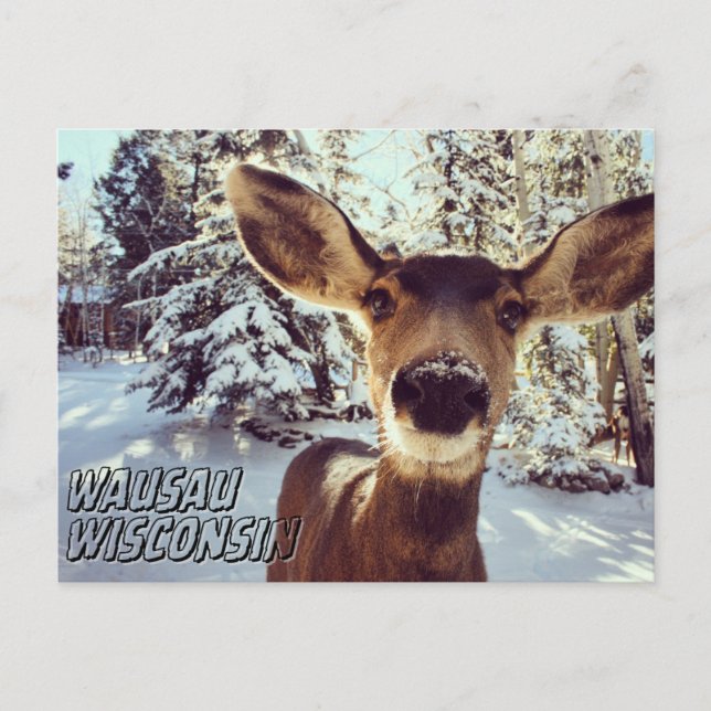 Wausau Wisconsin Postcard Cute Deer (Front)