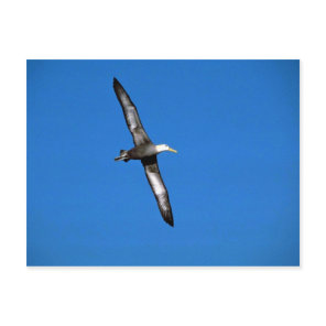 Waved Albatross In Flight Postcard