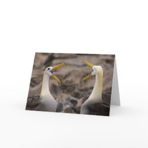 Waved albatross Phoebastria irrorata) pair Card