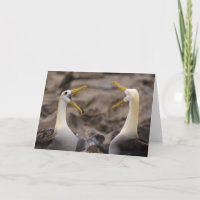 Waved albatross Phoebastria irrorata) pair in Card