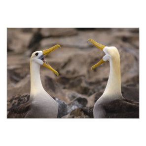 Waved albatross Phoebastria irrorata) pair Photo Print