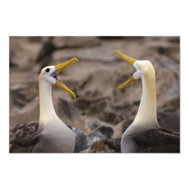 Waved albatross Phoebastria irrorata) pair Photo Print (Front)