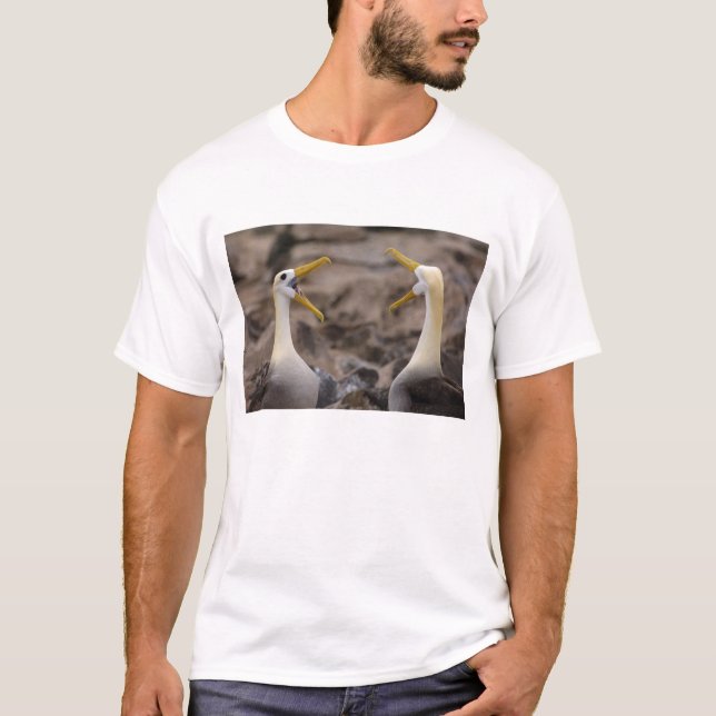 Waved albatross Phoebastria irrorata) pair T-Shirt (Front)
