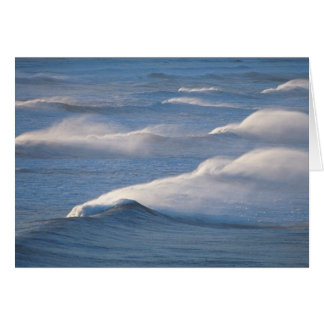 Waves Cards