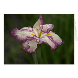Waving Iris Cards