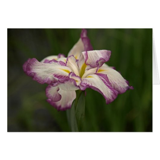 Waving Iris Cards (Front Horizontal)