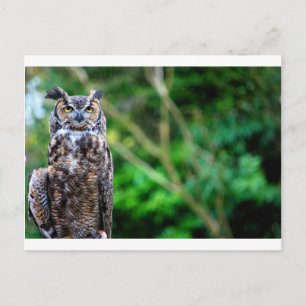 Waving Owl Postcard