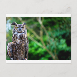 Waving Owl Postcard