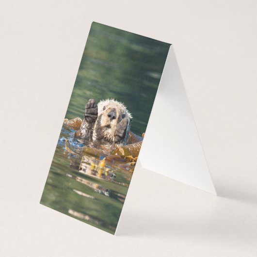 Waving Sea Otter (Front)