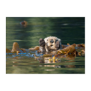 Waving Sea Otter Acrylic Print