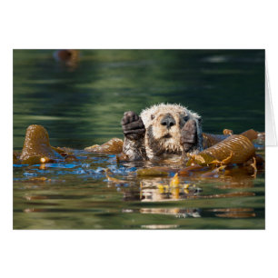 Waving Sea Otter Cards