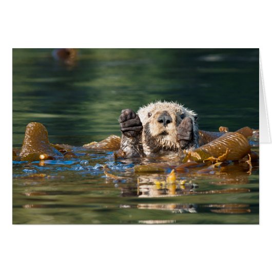 Waving Sea Otter Cards (Front Horizontal)