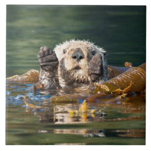 Waving Sea Otter Ceramic Tile