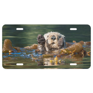 Waving Sea Otter License Plate