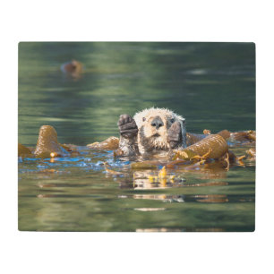 Waving Sea Otter Metal Print
