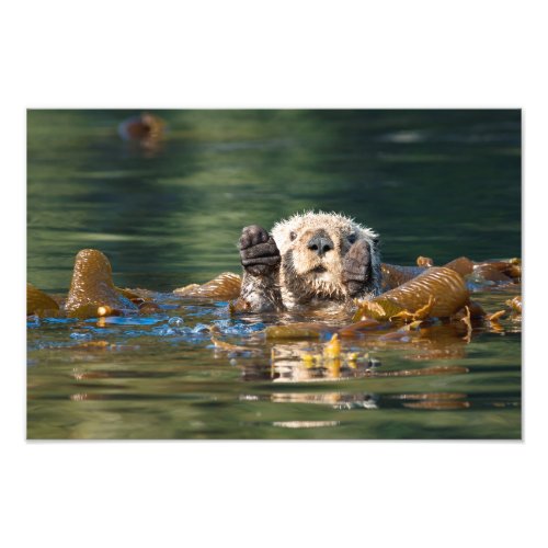 Waving Sea Otter Photo Print