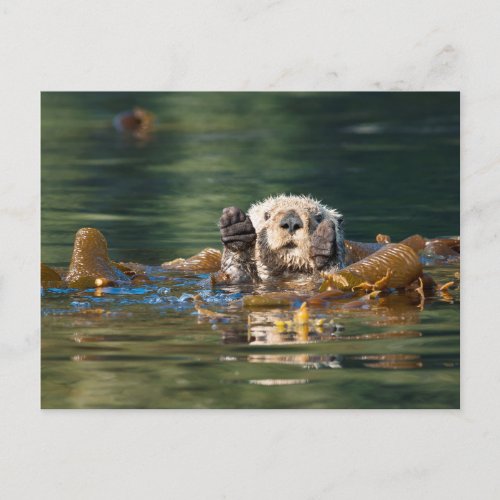 Waving Sea Otter Postcard