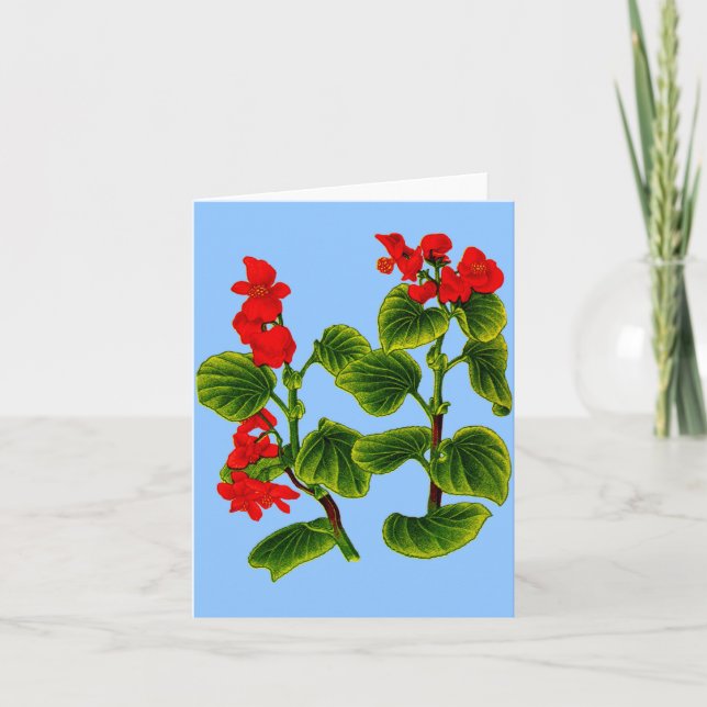 wax begonia wax begonias print card (Front)