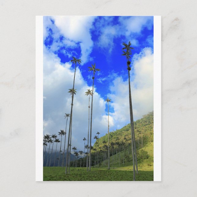 Wax palms Cocora valley Colombia Postcard (Front)
