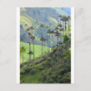 Wax palms Cocora valley Colombia Postcard
