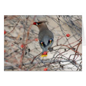 Waxwing Photo Card (Front Horizontal)