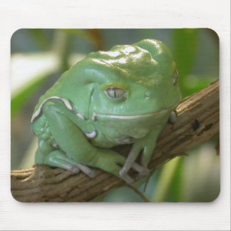 Waxy Tree Frog Mouse Pad