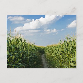 Way Road Between Corn Field Postcard by LifeCollection at Zazzle