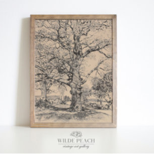 Wayside Inn Oaks in Spring vintage oak tree Poster