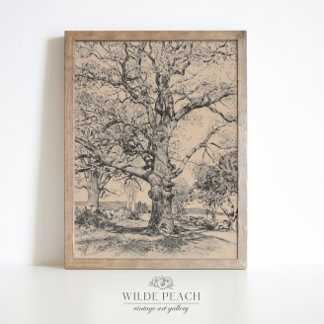 Wayside Inn Oaks in Spring vintage oak tree Poster
