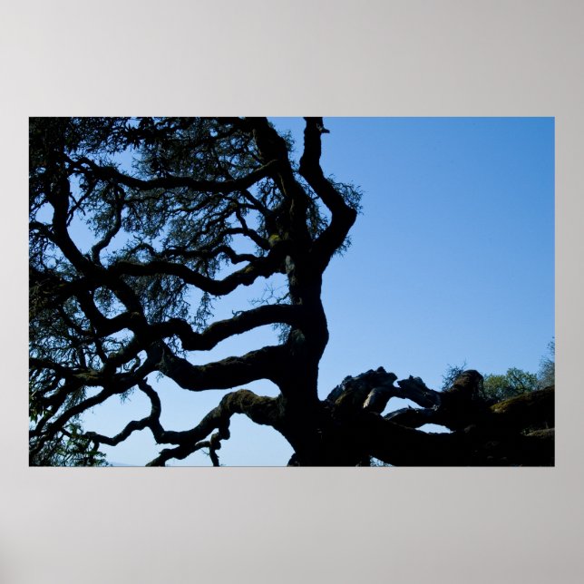 Wayward Oak Poster (Front)