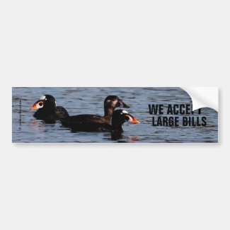 We Accept Large Bills: Funny Surf Scoter Ducks