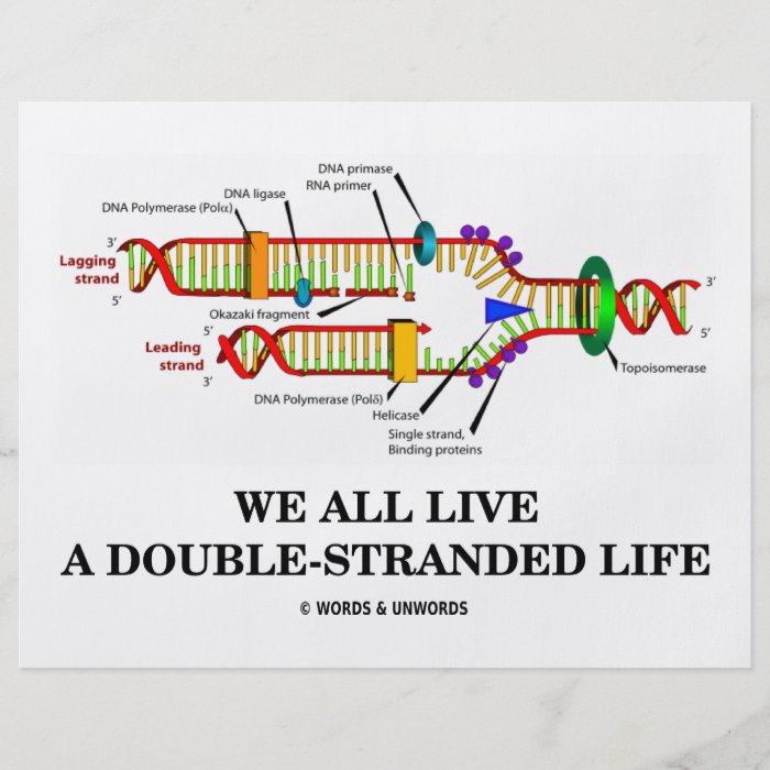 We All Live A Double Stranded Life (DNA Humor) Custom Flyer