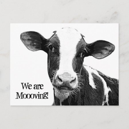 We Are Moving! Moooving Change Of Address Cow Announcement Postcard