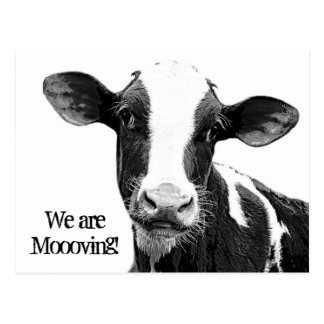 We are Moving! Moooving Change of Address Cow Postcard