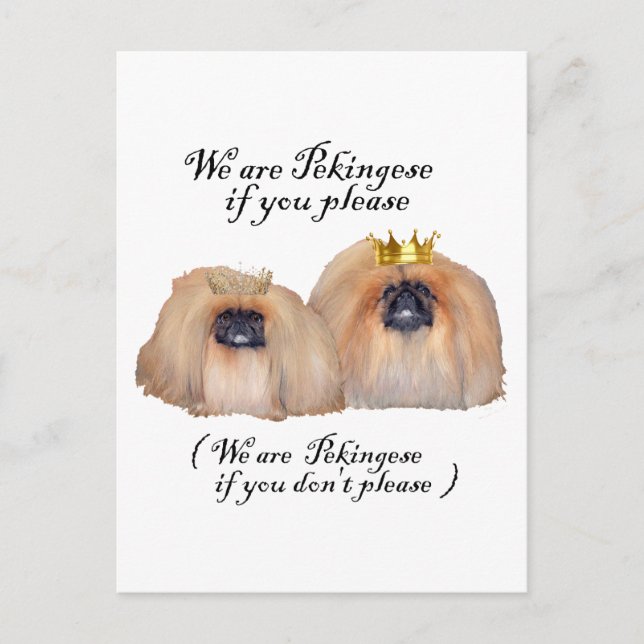 We are Pekingese Postcard (Front)
