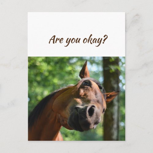 We are Thinking of You Horses Are You Okay Postcard