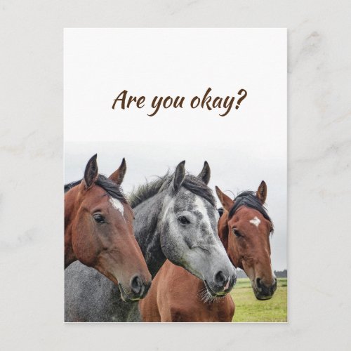 We are Thinking of You Horses to know Youre okay Postcard