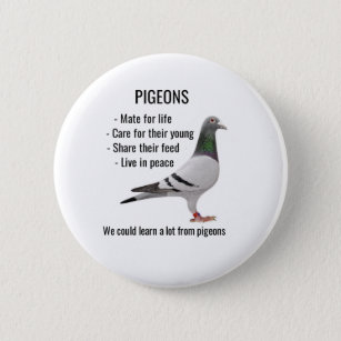 We Can Learn A Lot About Pigeons for pigeon fancie Button
