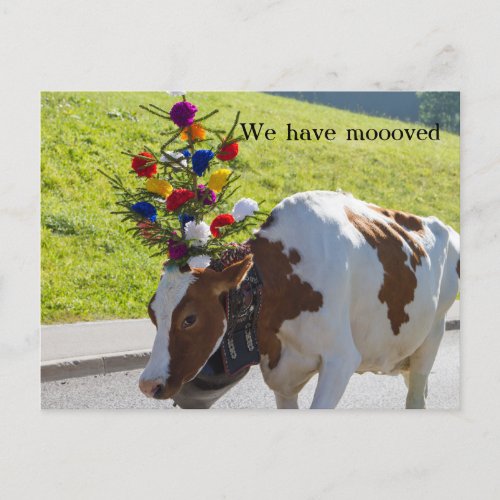We Have Moved Swiss Cow Postcard