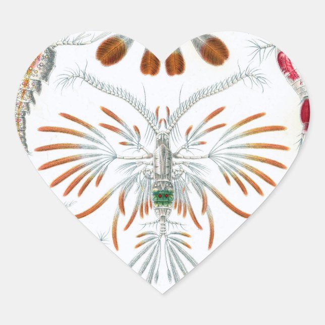 We love Scientific Illustrations stickers (Front)